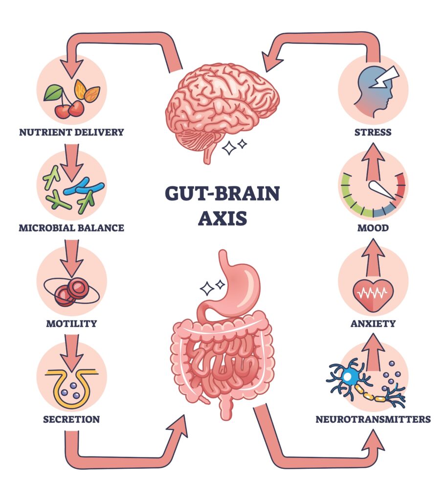 gut-brain-axis
